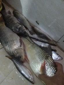 狂拉鱼货视频在线观看国产,国产生态养殖的精彩瞬间