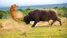 国产野牛的视频