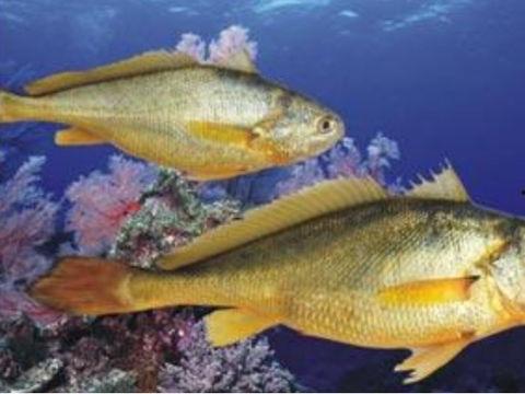 黄鱼视频国产网站,国产网站的魅力探索之旅